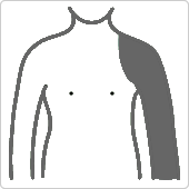 肩から手首まで